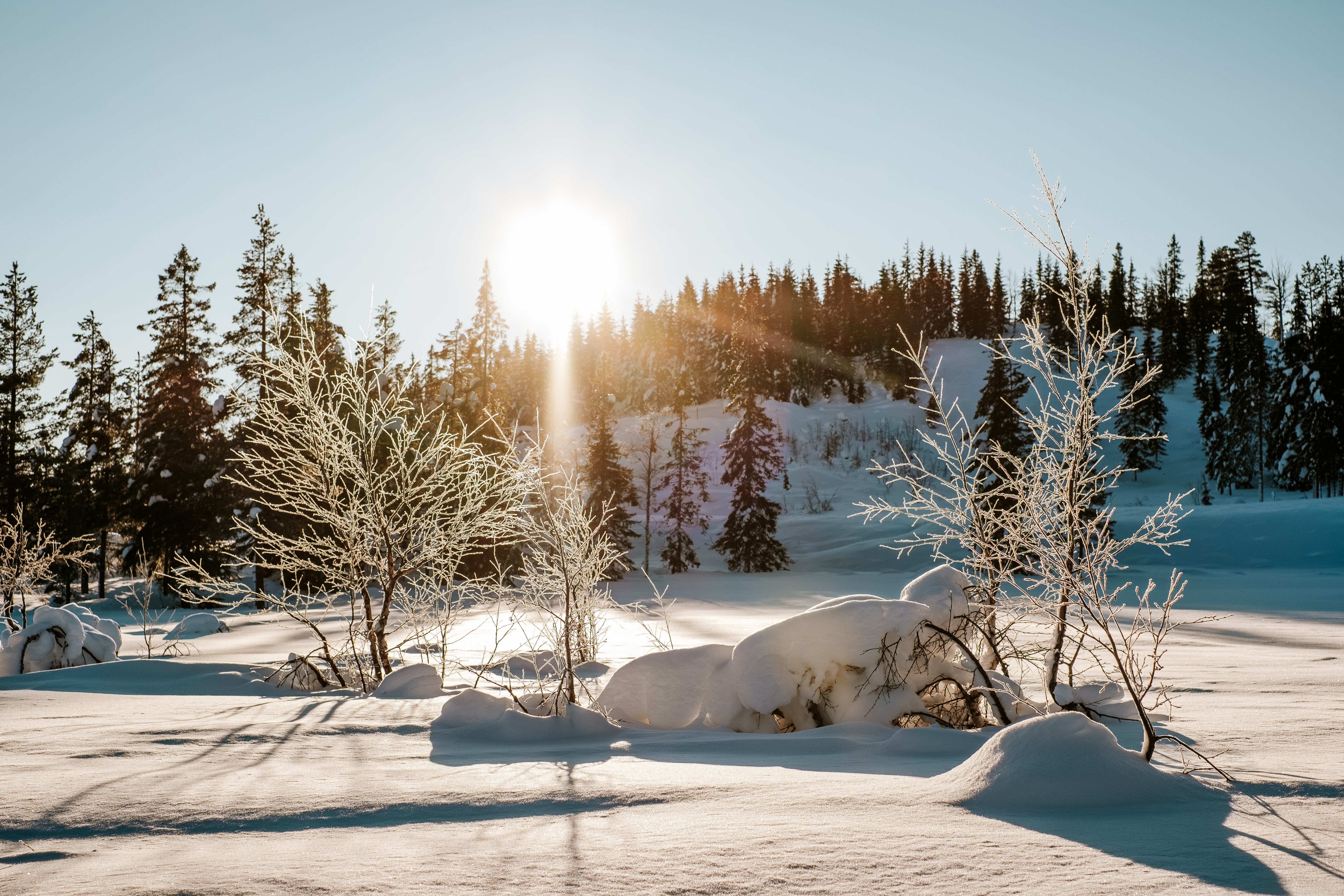 Natur ved hyttetomter i Birtedalen i Fyresdal kommune på vinter